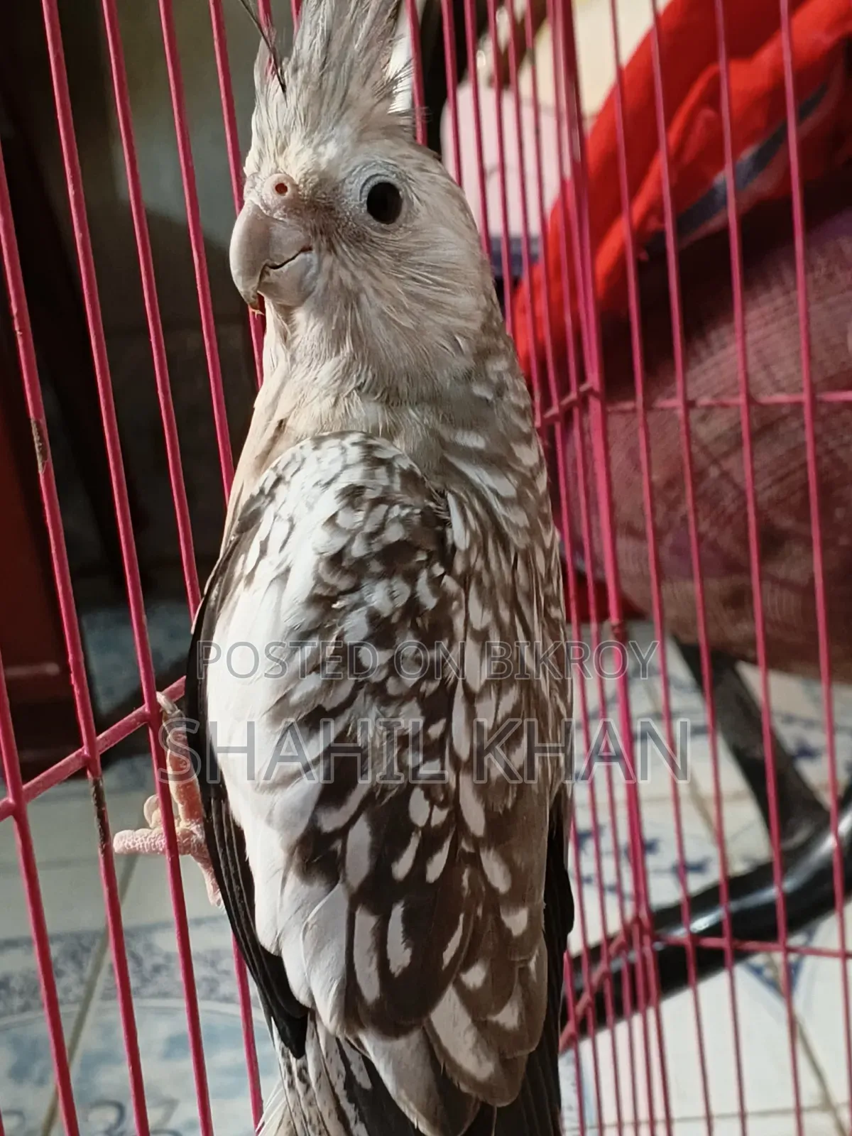 Female 1 Year Age