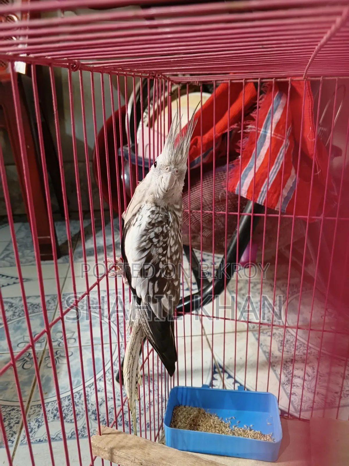 Female 1 Year Age