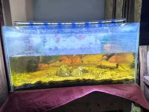 Aquarium Setup for Sale