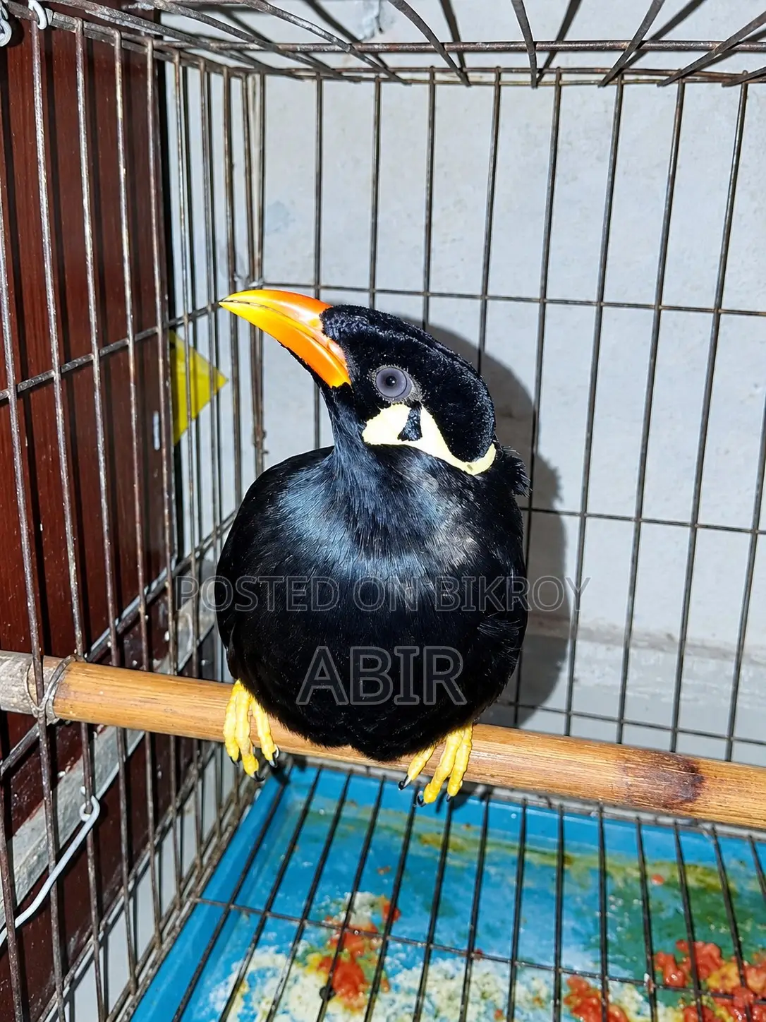 Moyna Bird Sale