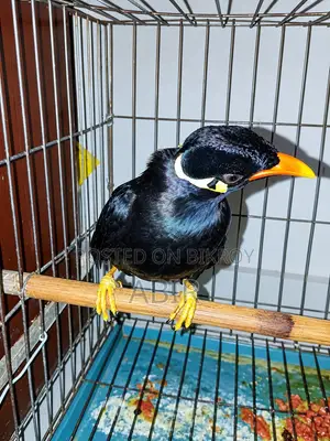 Moyna Bird Sale