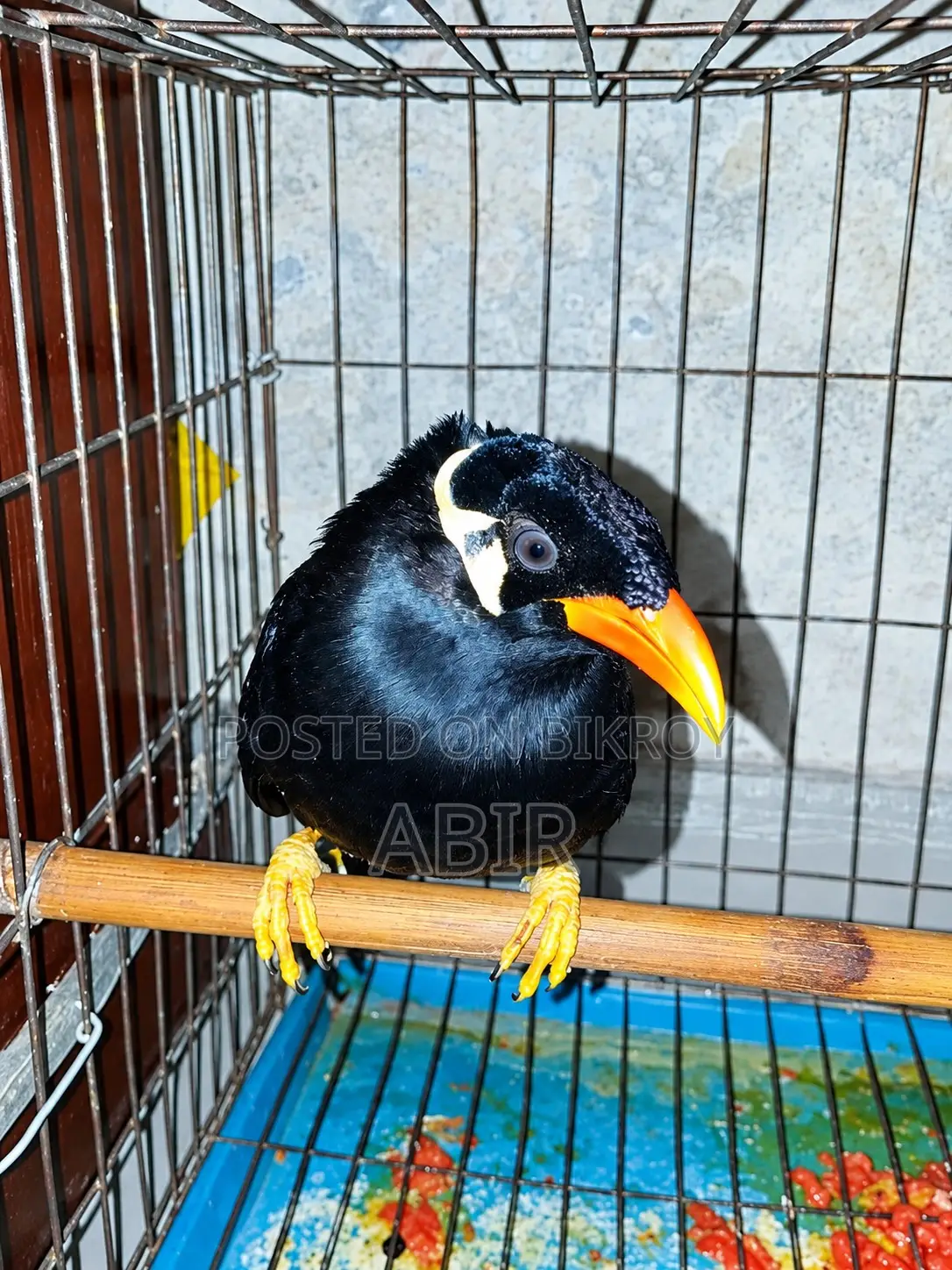 Moyna Bird Sale