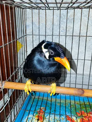 Moyna Bird Sale