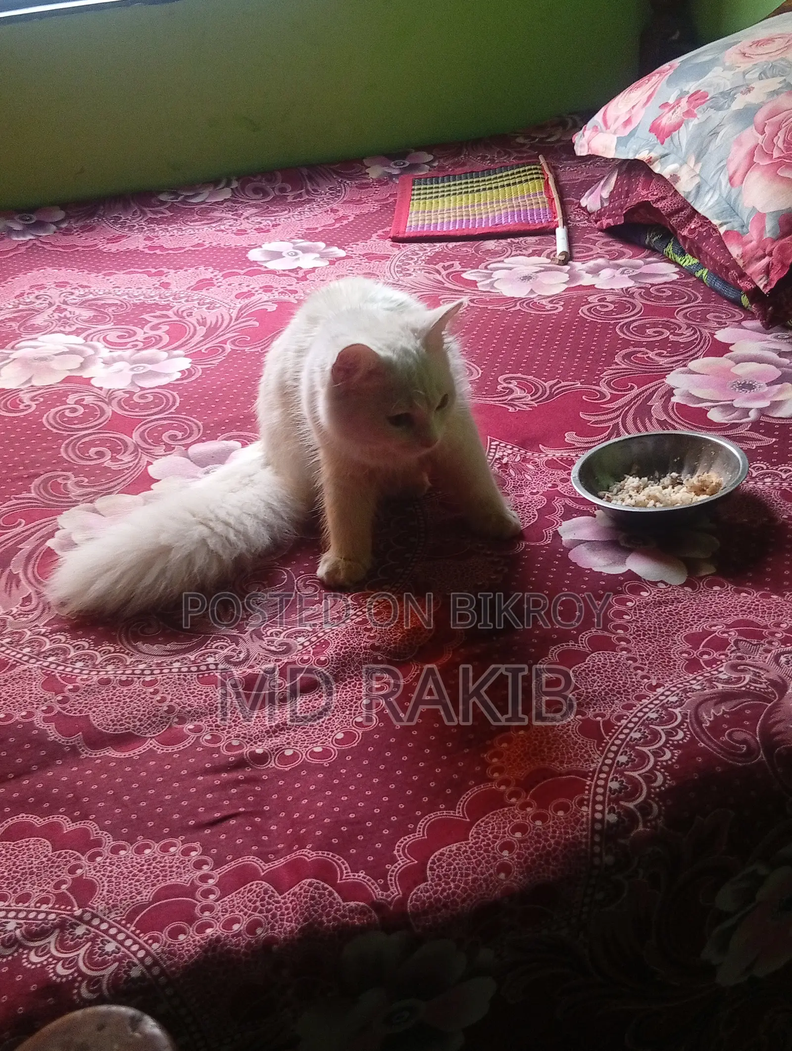 3-6 Months Male Purebred Persian