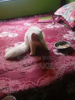 3-6 Months Male Purebred Persian