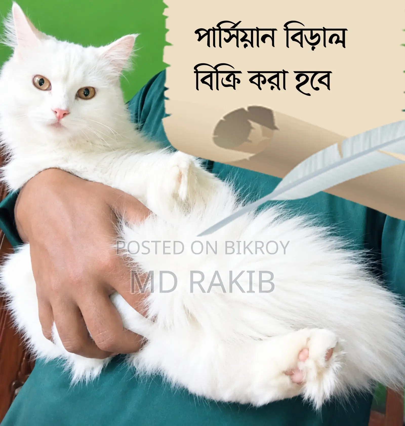 3-6 Months Male Purebred Persian