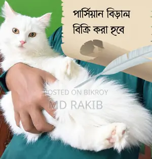 3-6 Months Male Purebred Persian