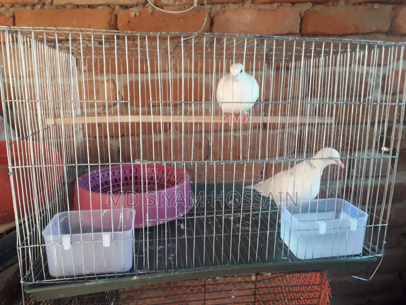 Full Set With Australian Dove and Cage
