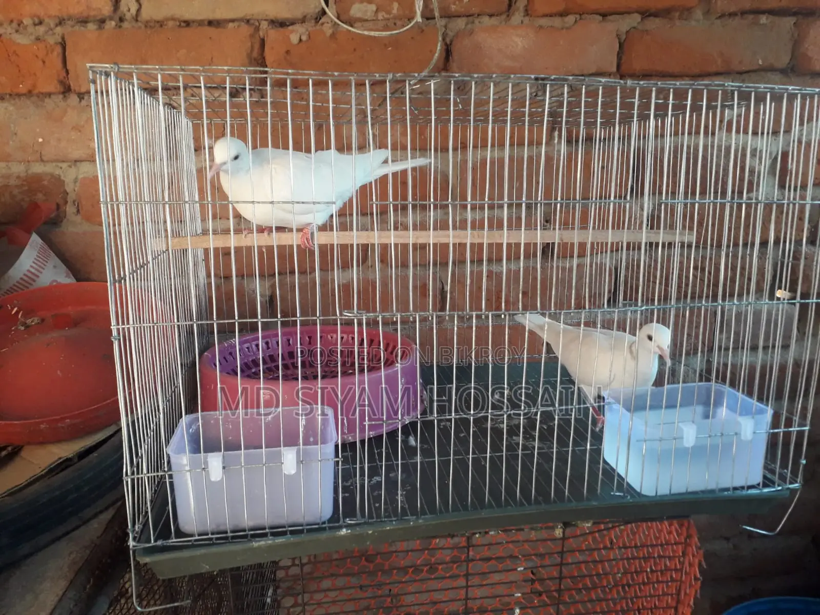 Full Set With Australian Dove and Cage