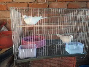 Full Set With Australian Dove and Cage