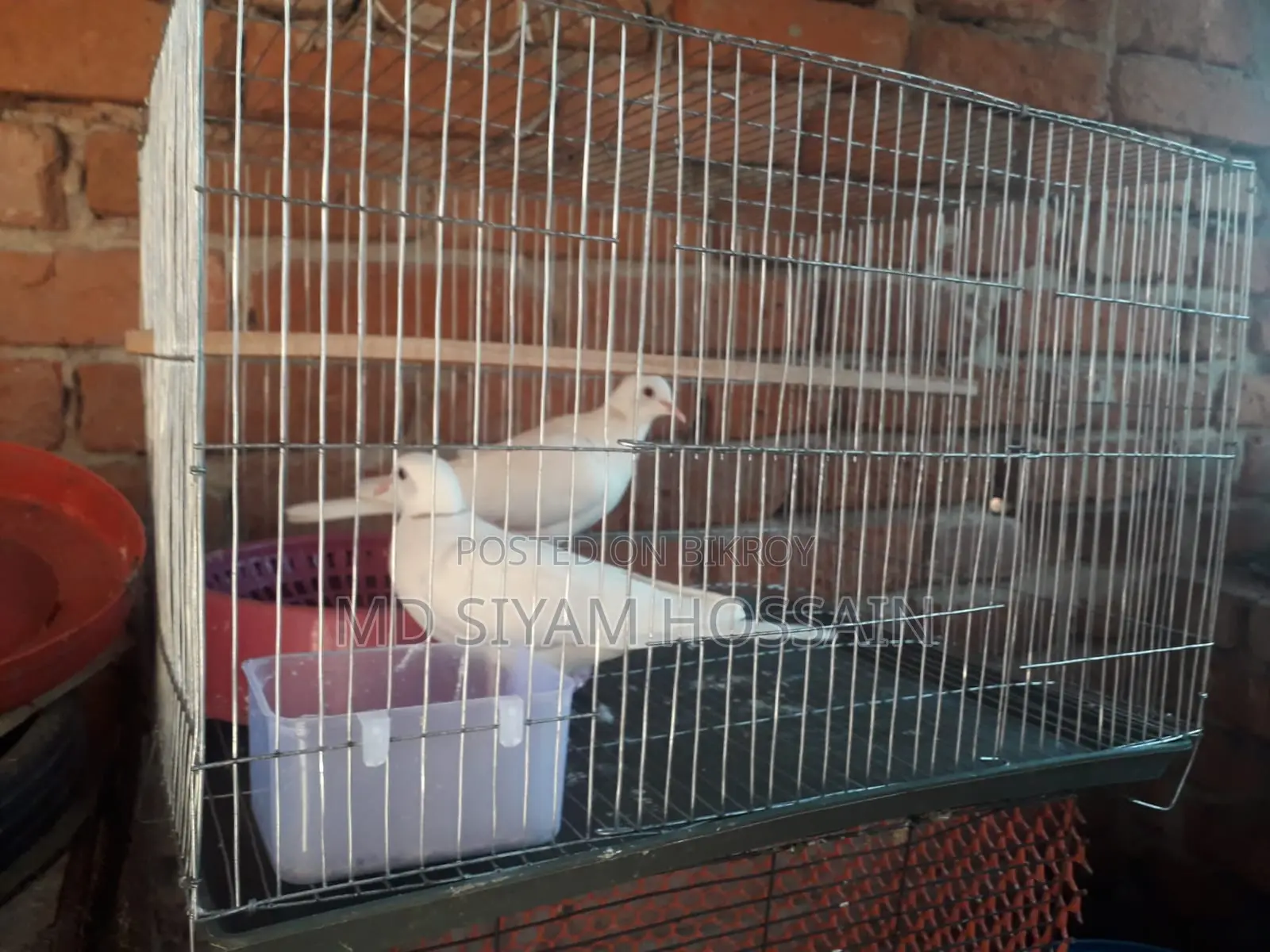 Full Set With Australian Dove and Cage