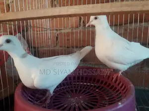 Full Set With Australian Dove and Cage
