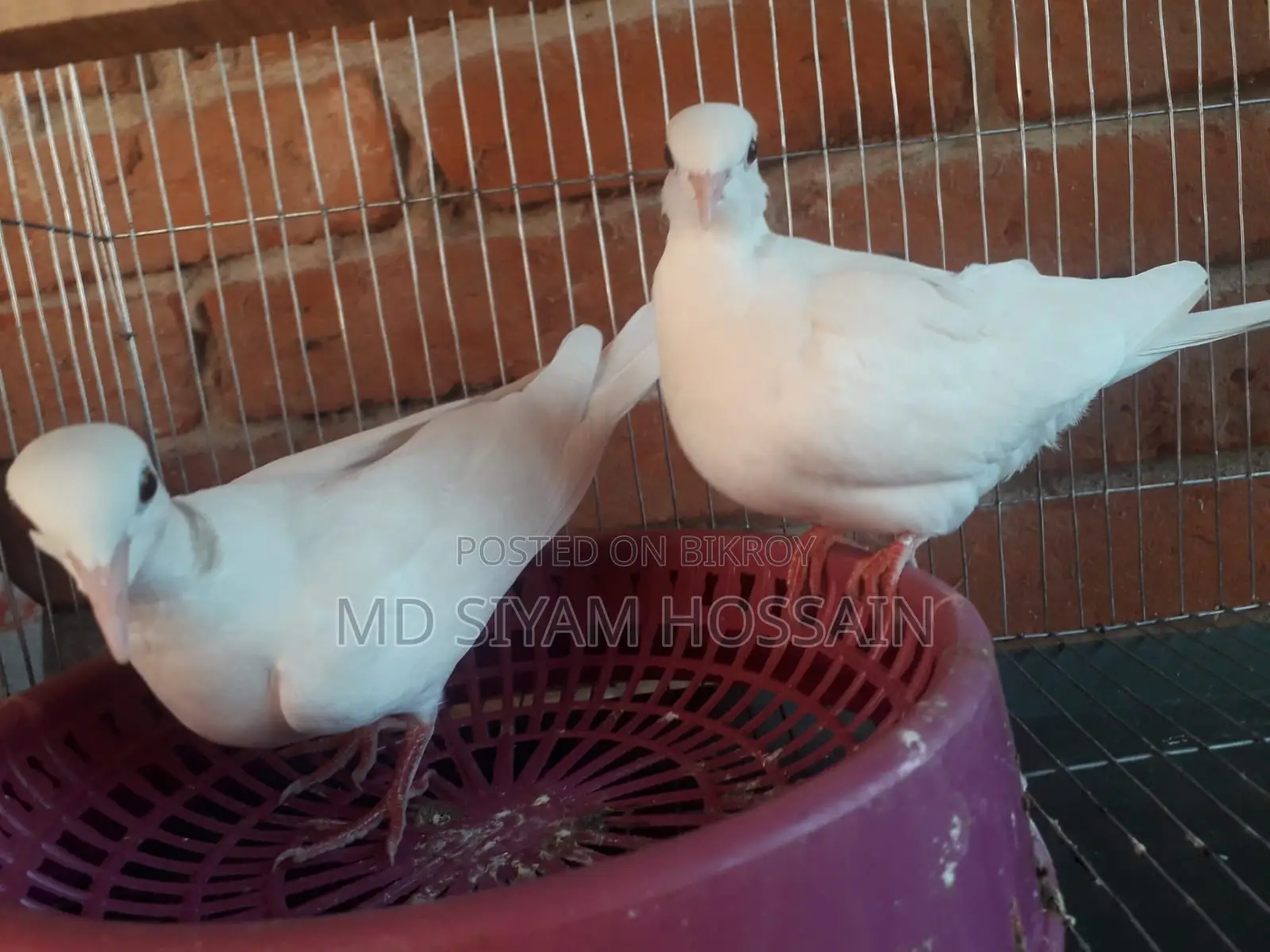 Full Set With Australian Dove and Cage
