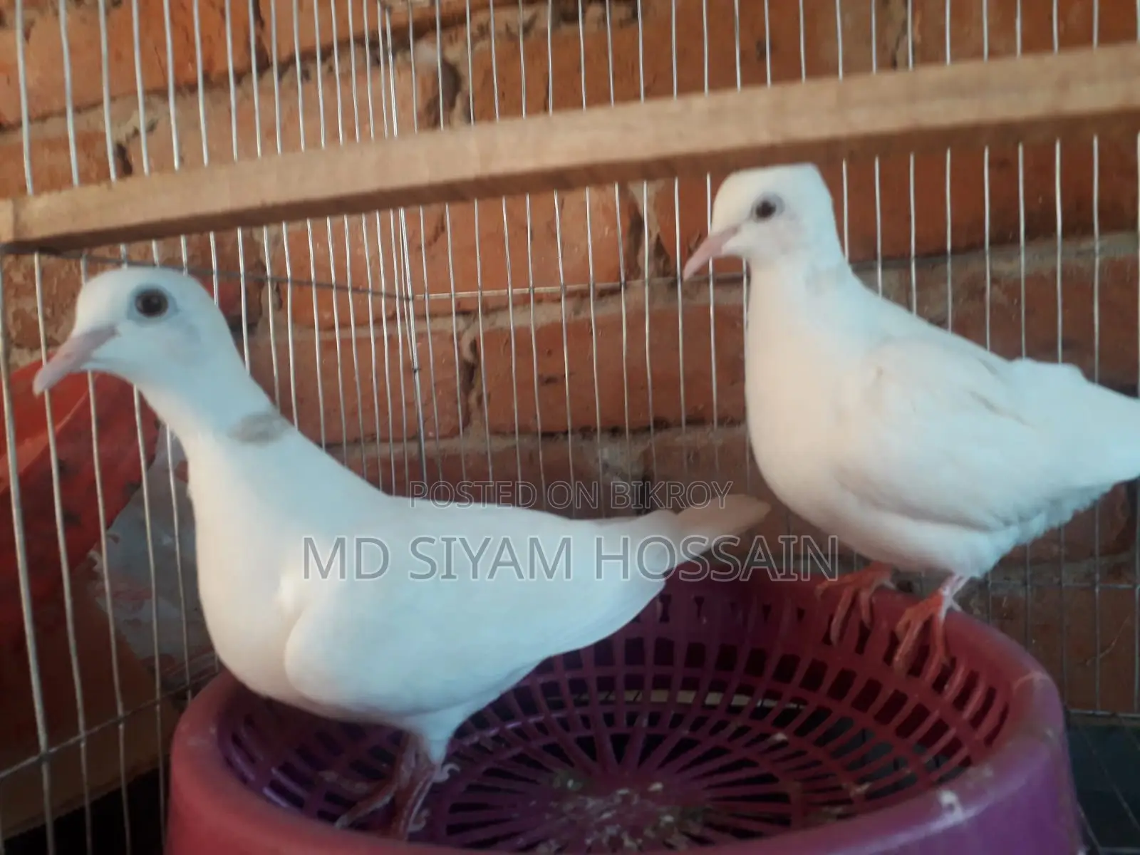 Full Set With Australian Dove and Cage