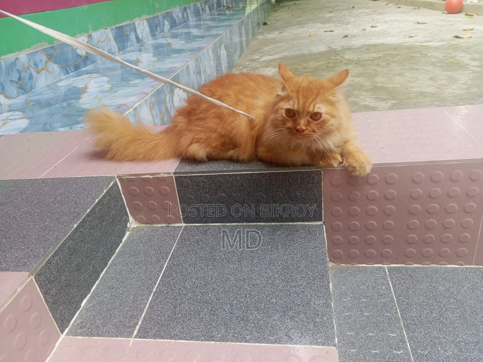 1+ year Male Mixed Breed Persian