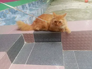 1+ year Male Mixed Breed Persian