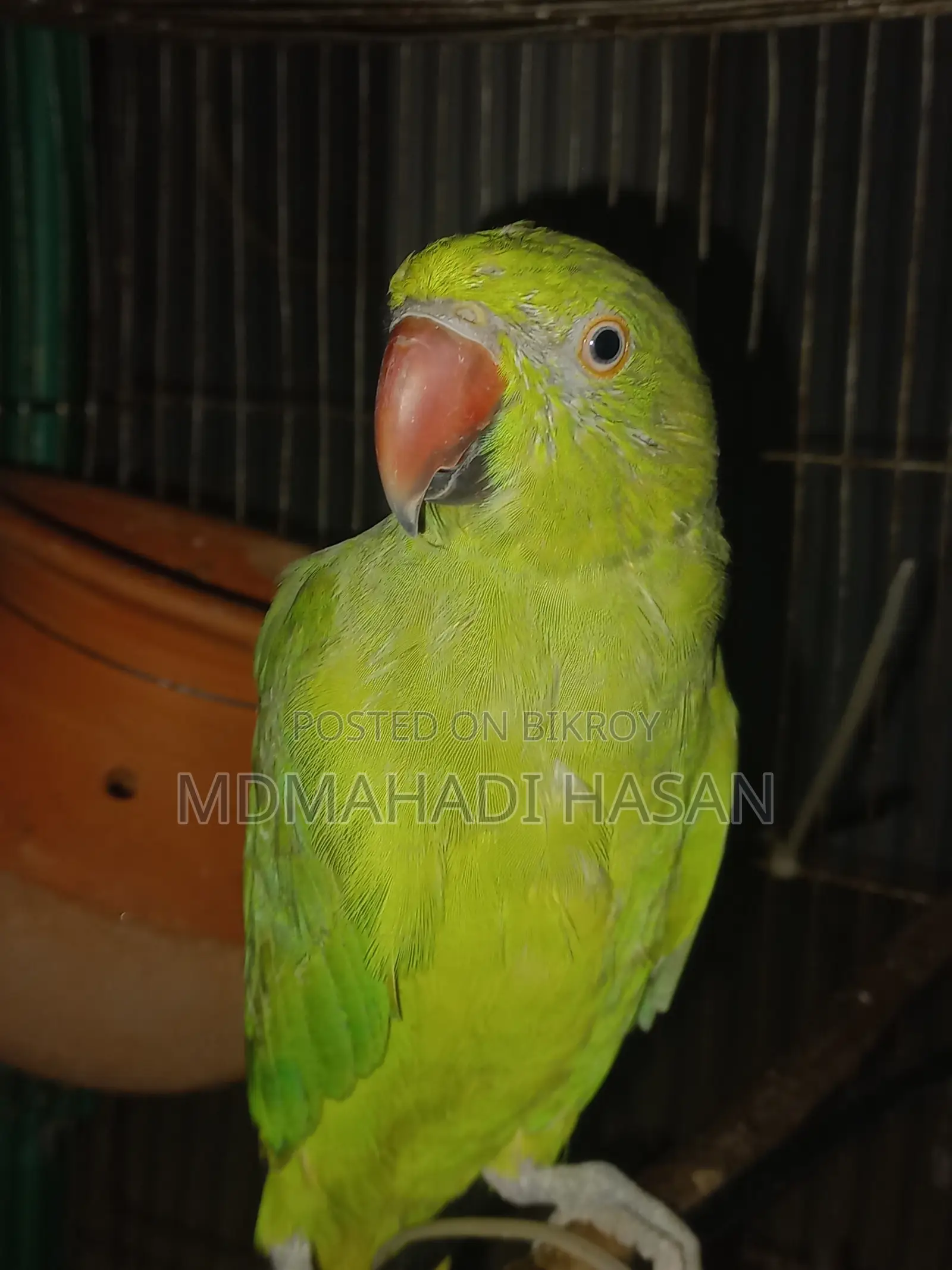 Healthy and Energetic Tota Bird for Sale