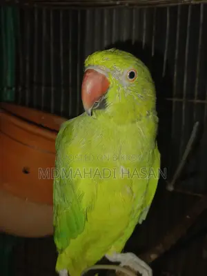 Healthy and Energetic Tota Bird for Sale