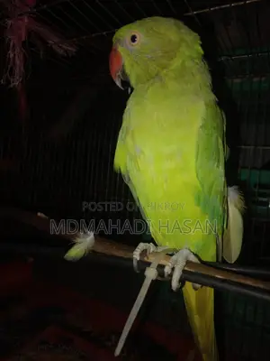 Healthy and Energetic Tota Bird for Sale