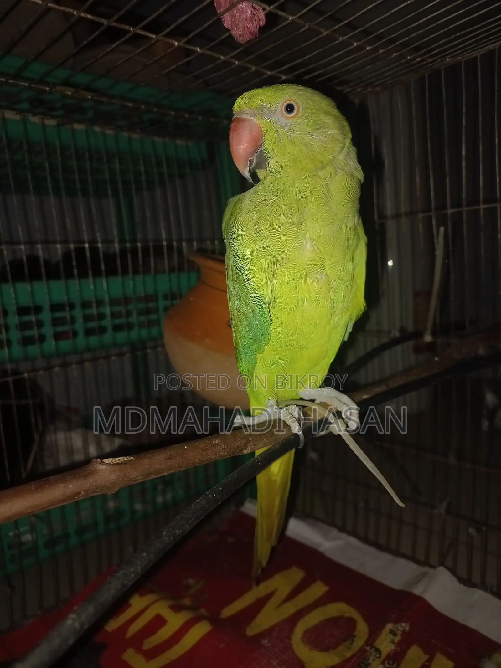 Healthy and Energetic Tota Bird for Sale