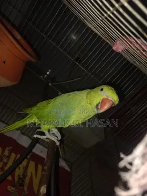 Healthy and Energetic Tota Bird for Sale