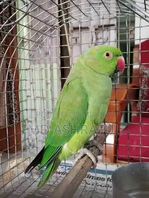 Parrot