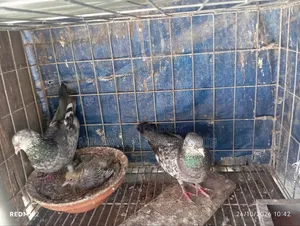 One Pair of Good Quality Girbaaz Pigeons Eggs and Squabs