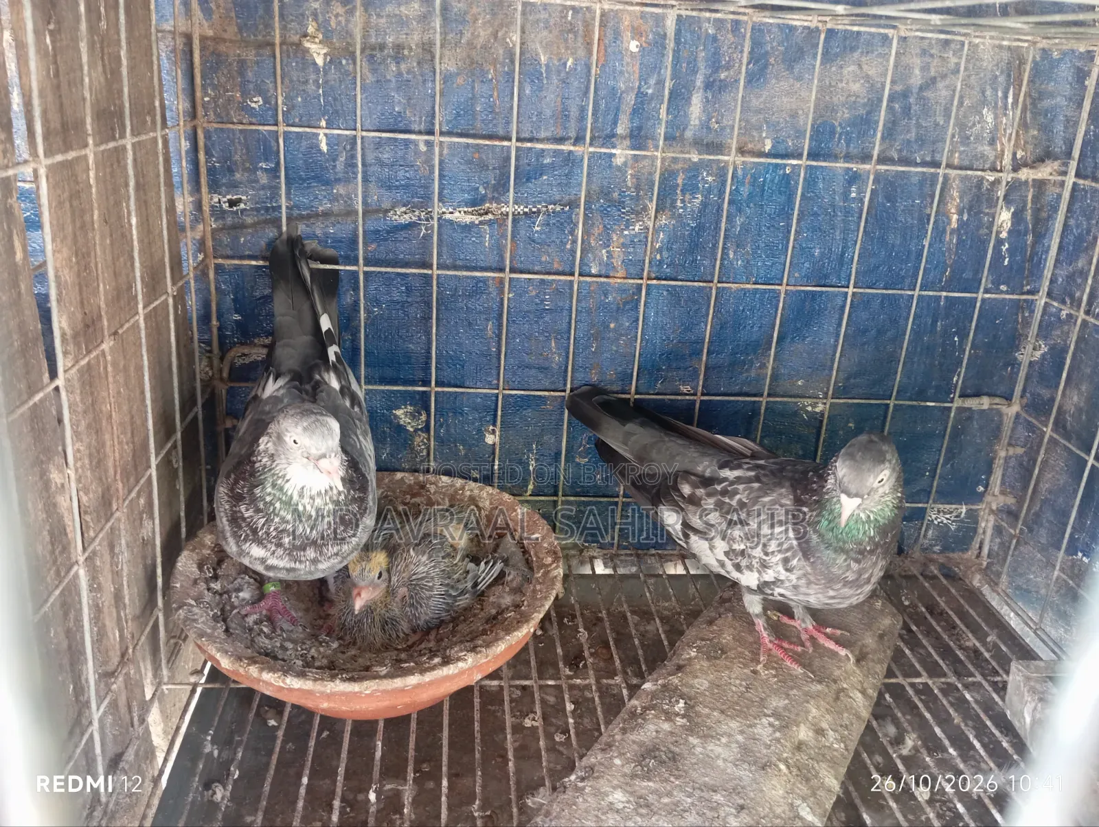 One Pair of Good Quality Girbaaz Pigeons Eggs and Squabs