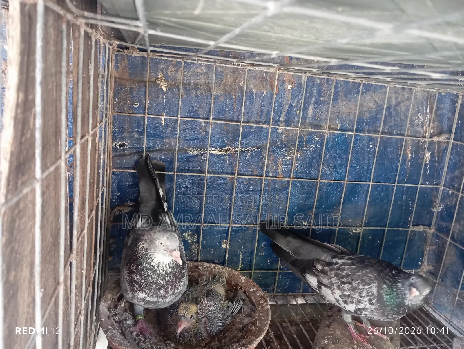 One Pair of Good Quality Girbaaz Pigeons Eggs and Squabs