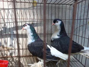 Siraji Pigeon