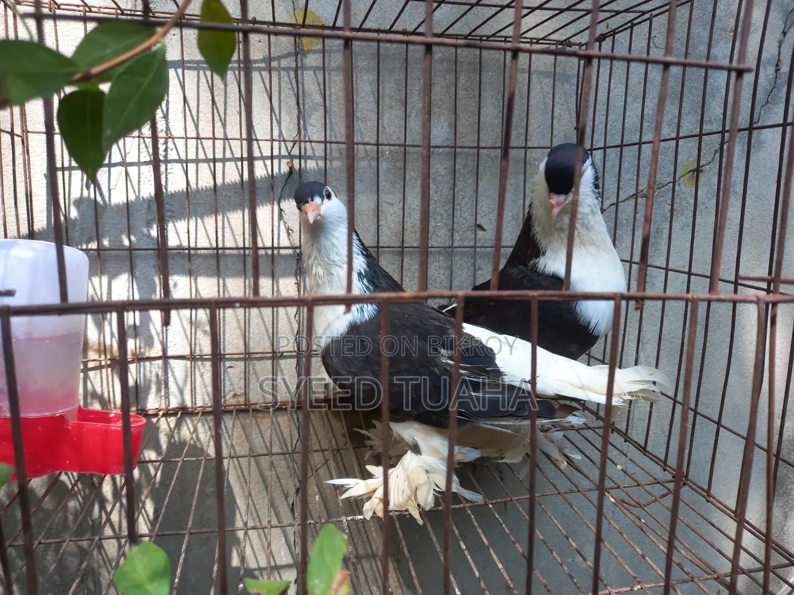 Siraji Pigeon