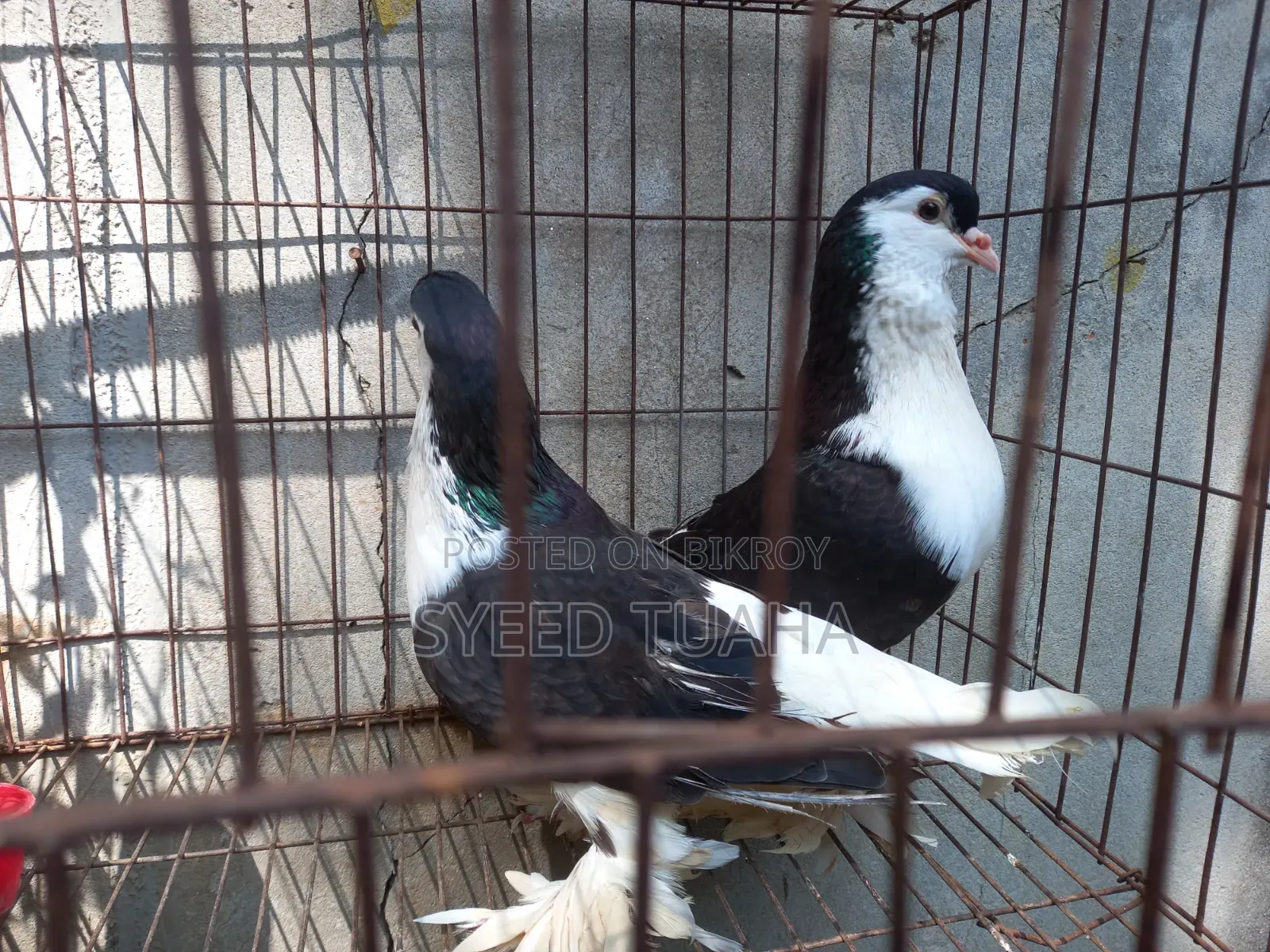 Siraji Pigeon