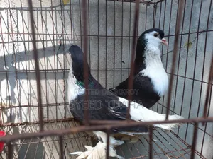 Siraji Pigeon