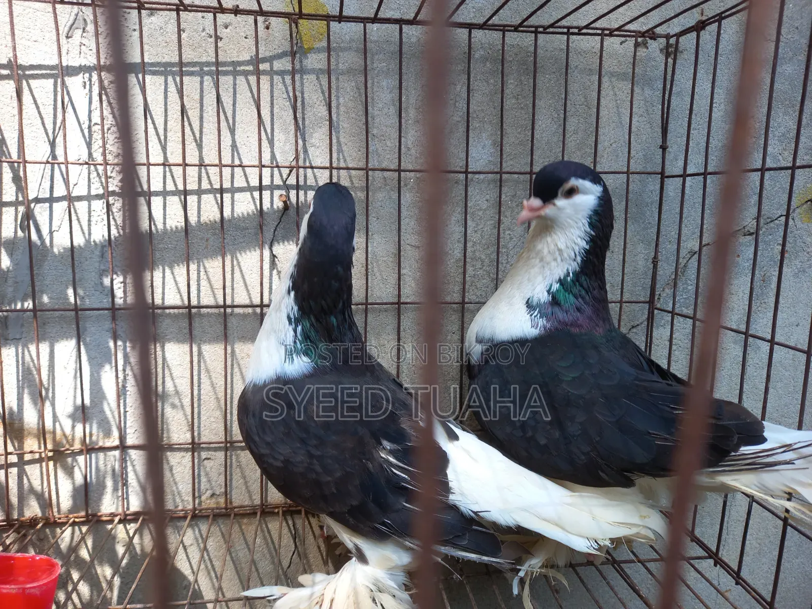 Siraji Pigeon