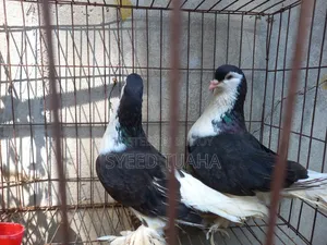 Siraji Pigeon