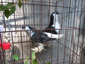 Siraji Pigeon