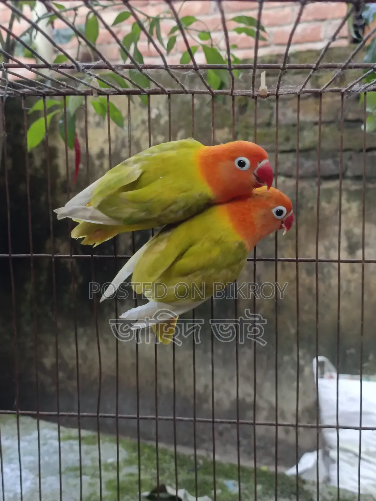 Lovebird Bird Pair