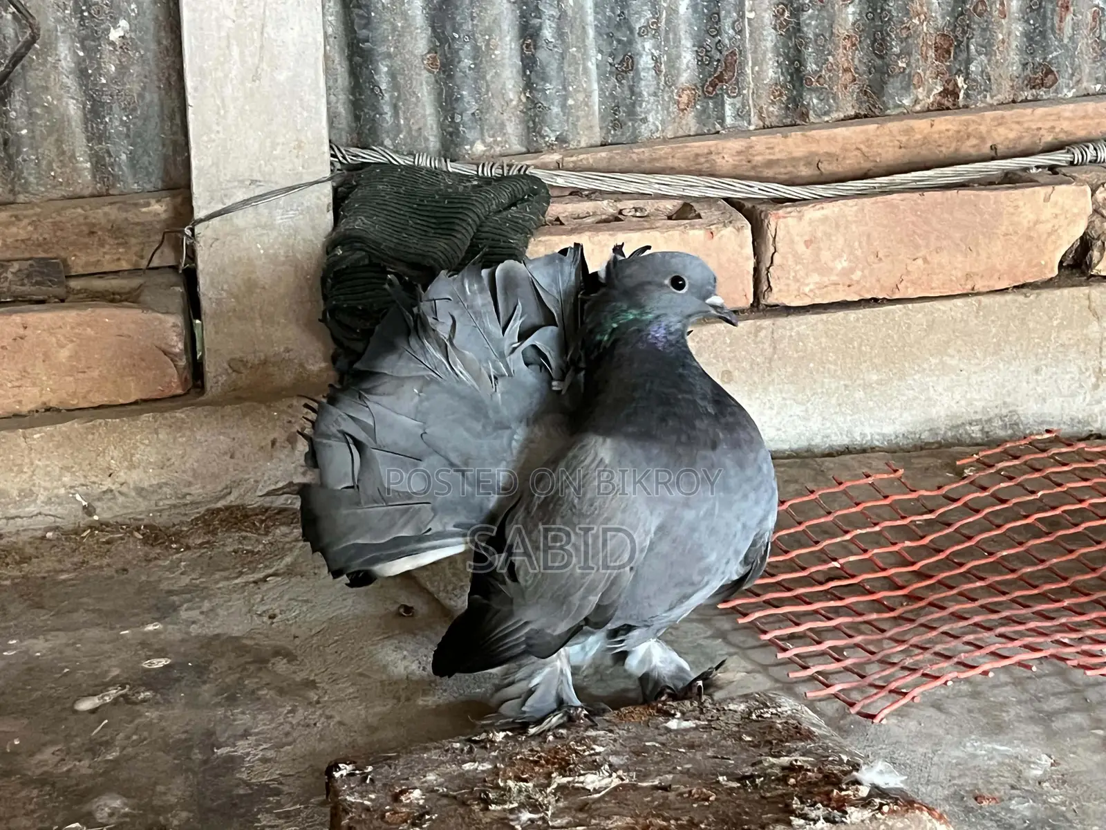 Hobby pigeons for sale