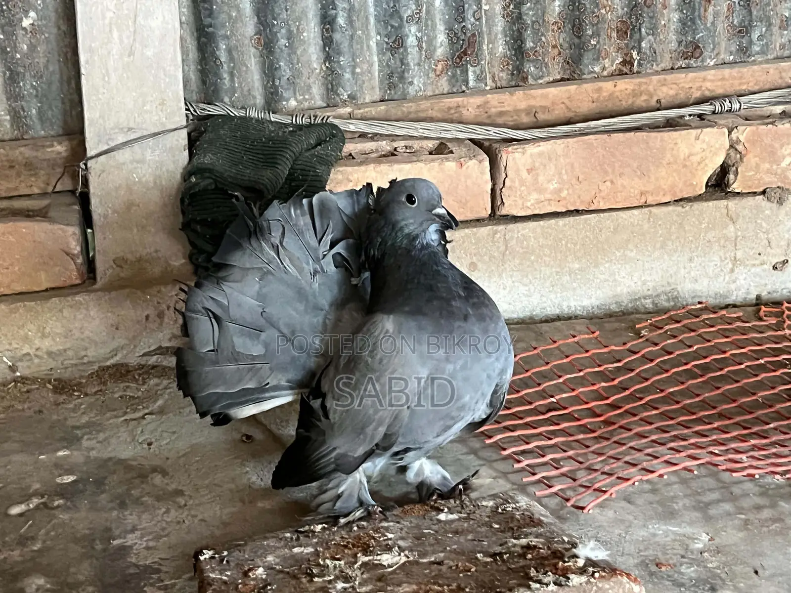 Hobby pigeons for sale