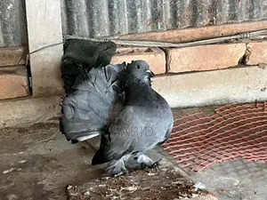 Hobby pigeons for sale