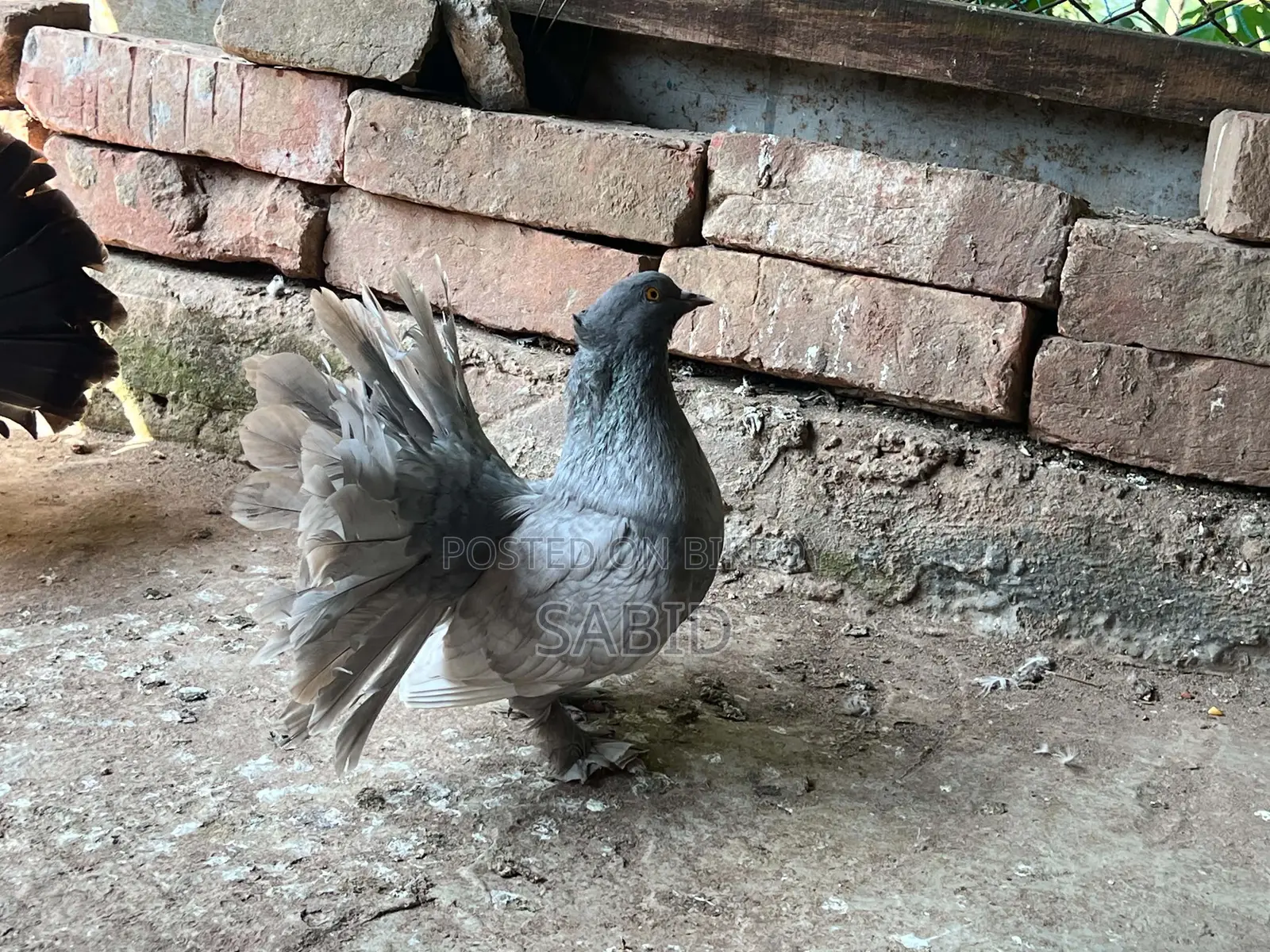 Hobby pigeons for sale