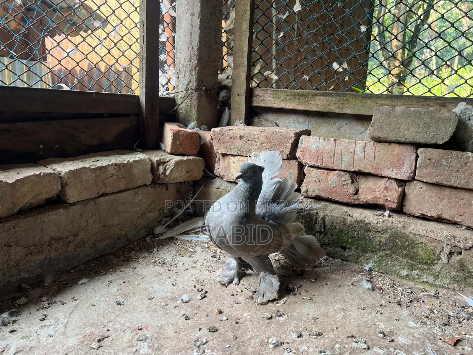 Hobby pigeons for sale