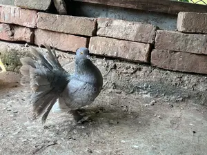 Hobby pigeons for sale