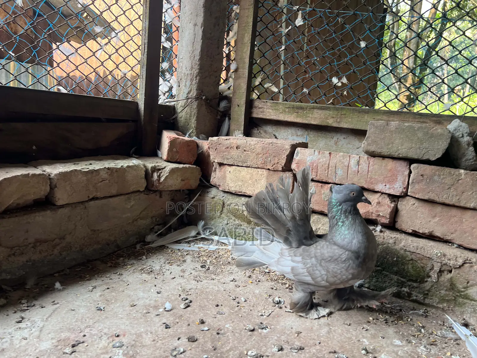 Hobby pigeons for sale