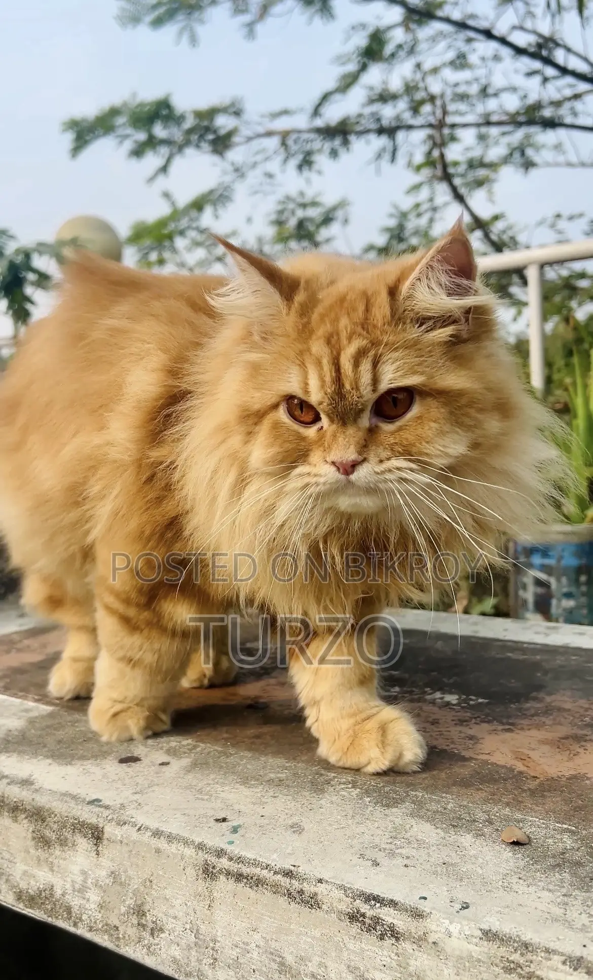 1+ year Female Purebred Persian