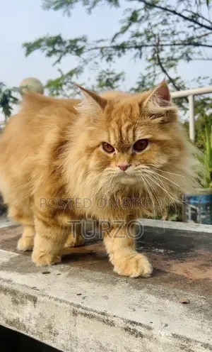 1+ year Female Purebred Persian