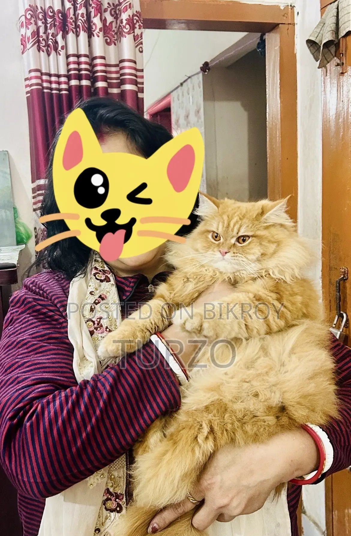 1+ year Female Purebred Persian