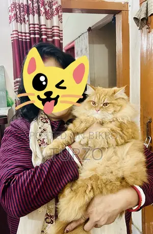 1+ year Female Purebred Persian