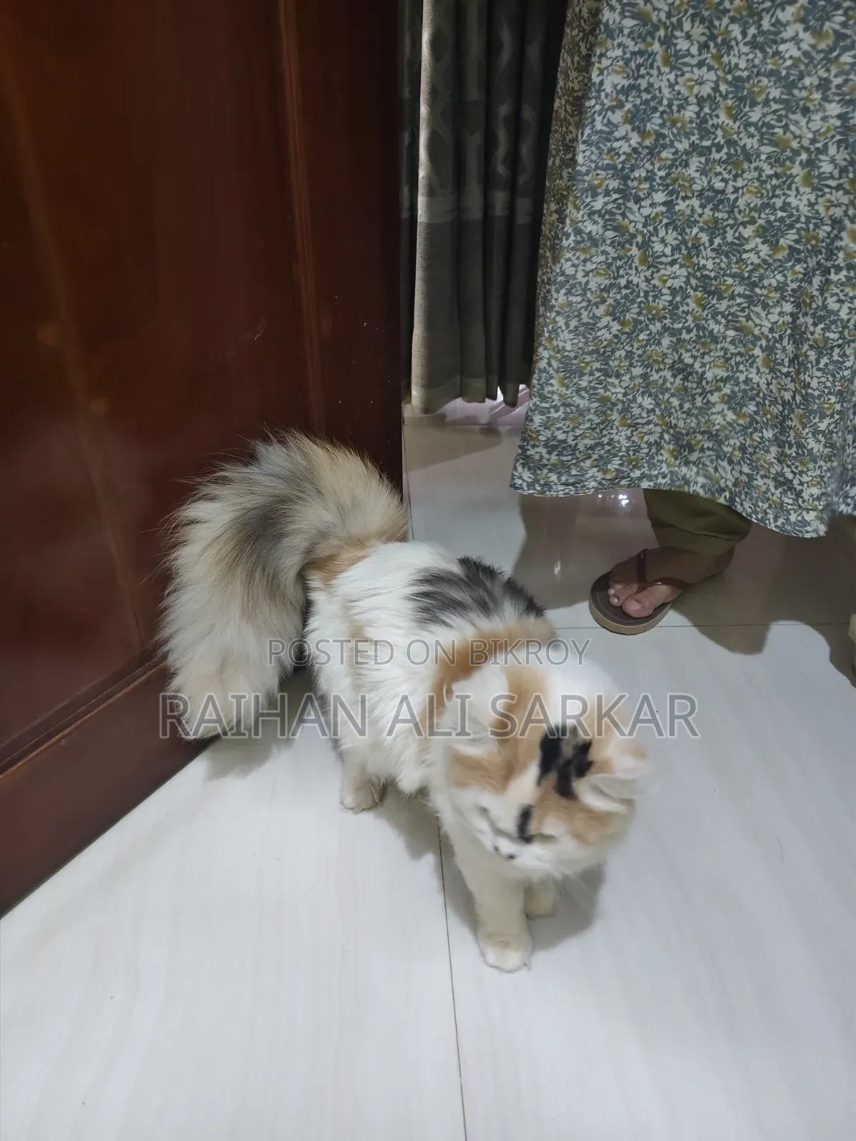 6-12 Months Female Mixed Breed Persian Cat