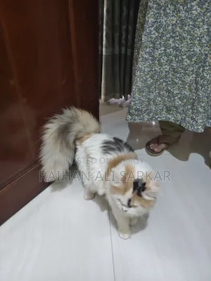 6-12 Months Female Mixed Breed Persian Cat